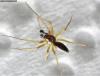 Tenuiphantes sp.
